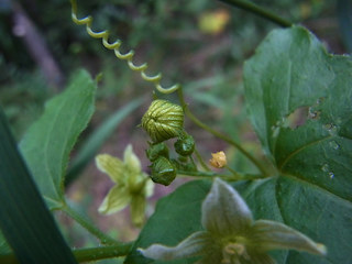 Bryonia dioica