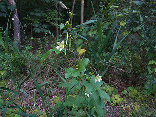 Bryonia dioica