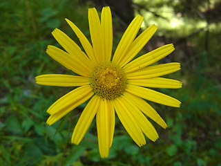 Buphthalmum salicifolium