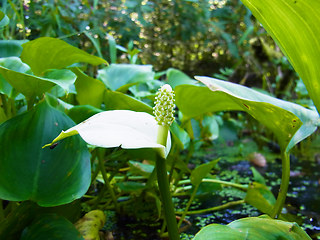 Calla palustris