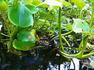 Calla palustris