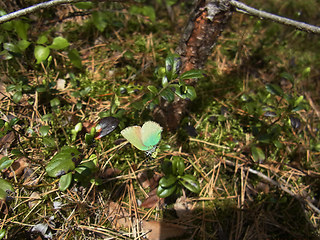 Callophrys rubi