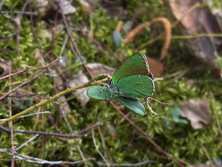 Callophrys rubi