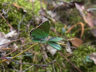 Callophrys rubi