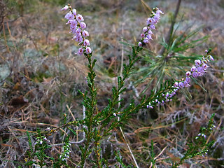 Calluna vulgaris