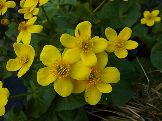 Caltha palustris