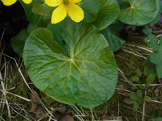 Caltha palustris