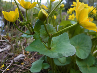 Caltha palustris