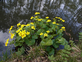 Caltha palustris