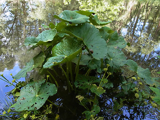 Caltha palustris