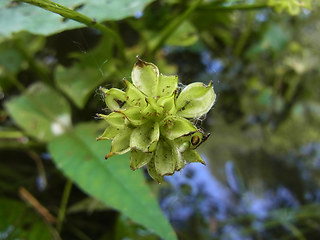 Caltha palustris