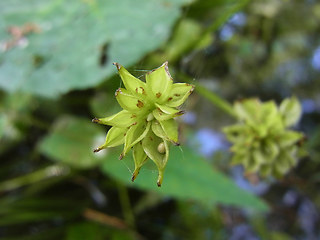 Caltha palustris