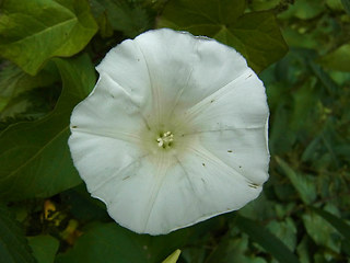 Calystegia sepium