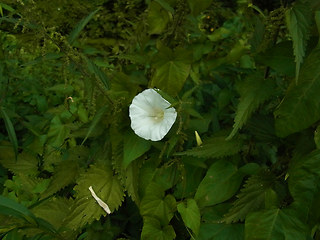 Calystegia sepium