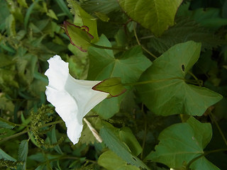 Calystegia sepium