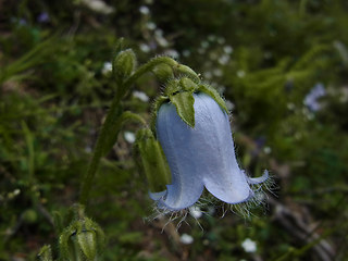 Campanula barbata