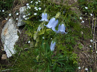 Campanula barbata