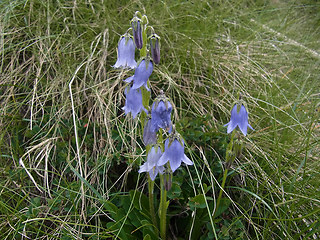 Campanula barbata