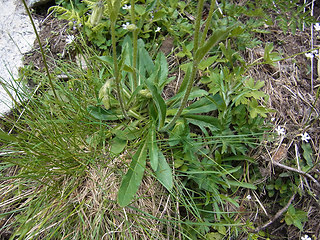 Campanula barbata