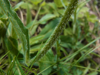 Campanula barbata