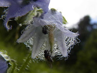 Campanula barbata