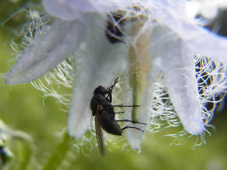 Campanula barbata