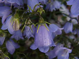 Campanula cochlearifolia