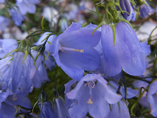 Campanula cochlearifolia