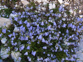 Campanula cochlearifolia