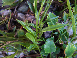 Campanula cochlearifolia