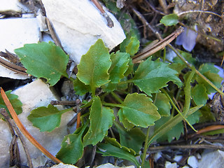 Campanula cochlearifolia