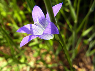 Campanula patula