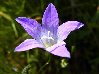 Campanula patula