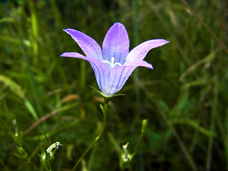 Campanula patula