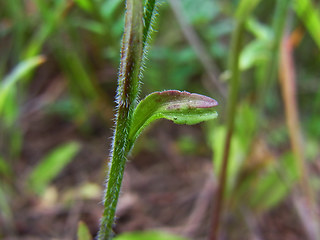 Campanula patula