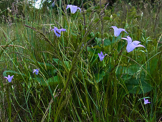 Campanula patula