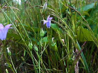 Campanula patula