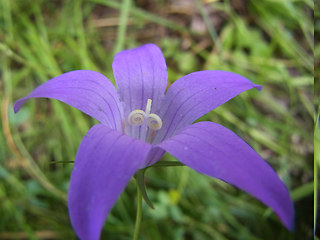 Campanula rapunculus