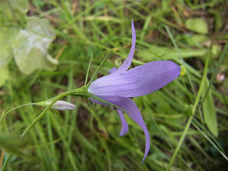 Campanula rapunculus