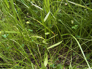 Campanula rapunculus