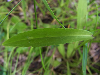 Campanula rapunculus