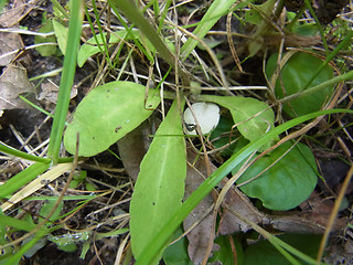 Campanula rapunculus