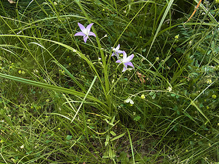 Campanula rapunculus