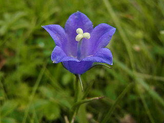 Campanula scheuchzer