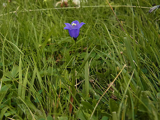 Campanula scheuchzer