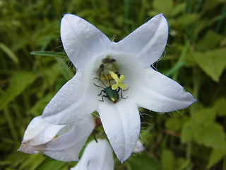 Campanula trachelium