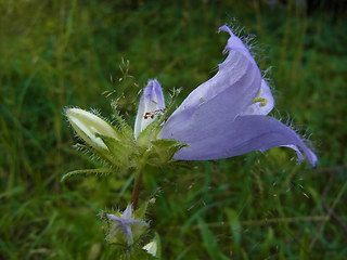 Campanula trachelium