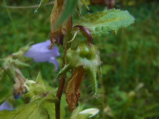 Campanula trachelium