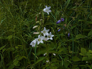 Campanula trachelium