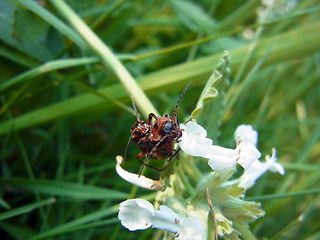 Cantharis rustica